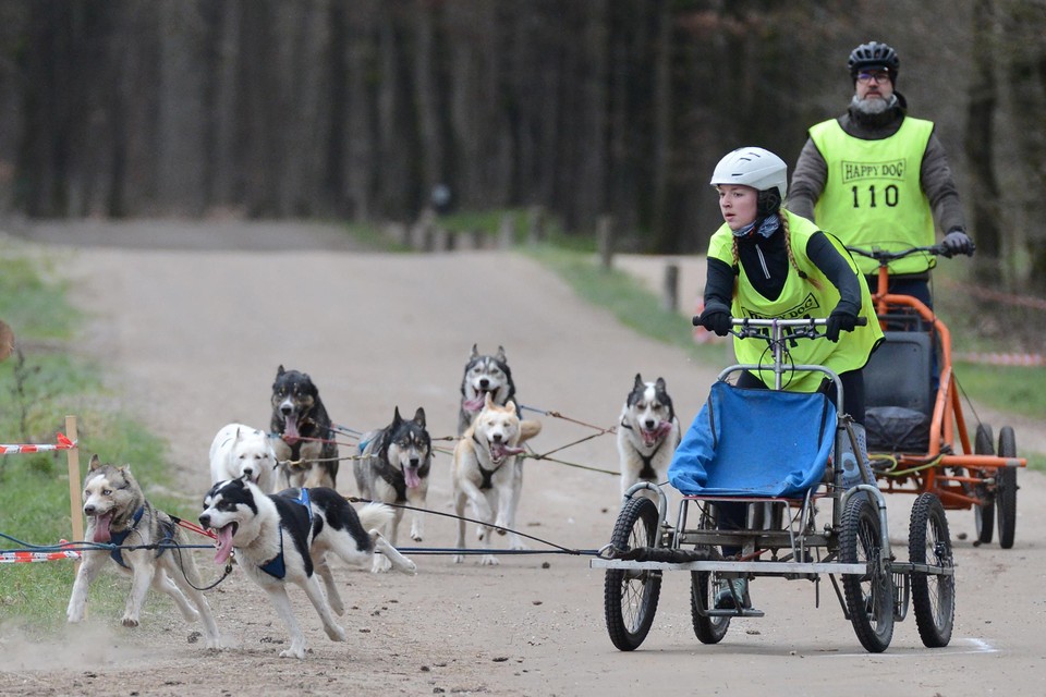 Sledehonden racen door de bossen bij Helden.
