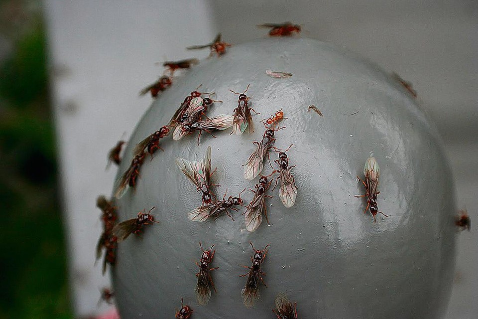 Vliegende mieren 
