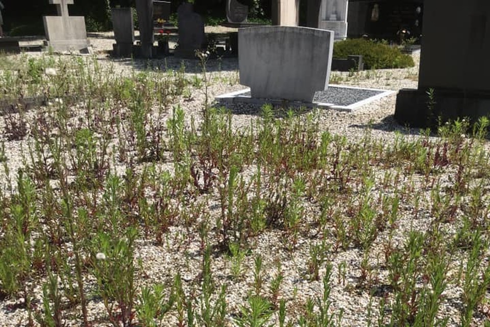 Het onkruid staat op veel plekken op het kerkhof van Rothem meer dan 50 centimeter hoog. 
