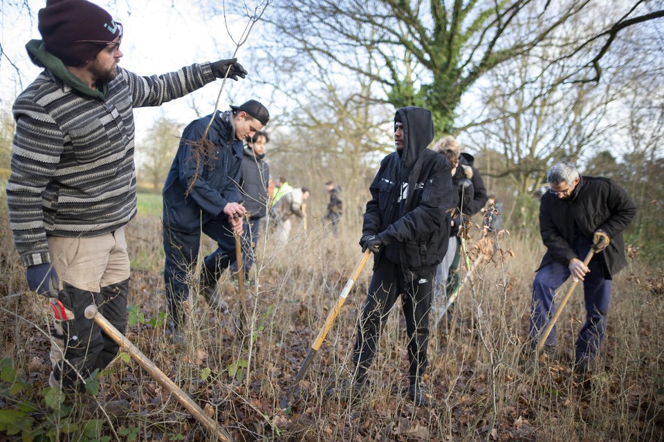 Enkele tientallen vrijwilligers oogstten afgelopen vrijdag 1175 zaailingen, die elders kunnen  uitgroeien tot volwassen bomen.