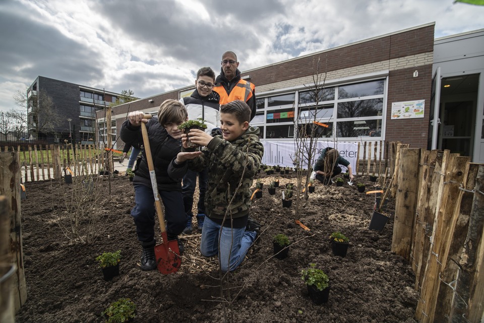 Leerlingen plantten donderdagmiddag een voedselbosje aan bij de Geleense basisschool Reuzepas.  