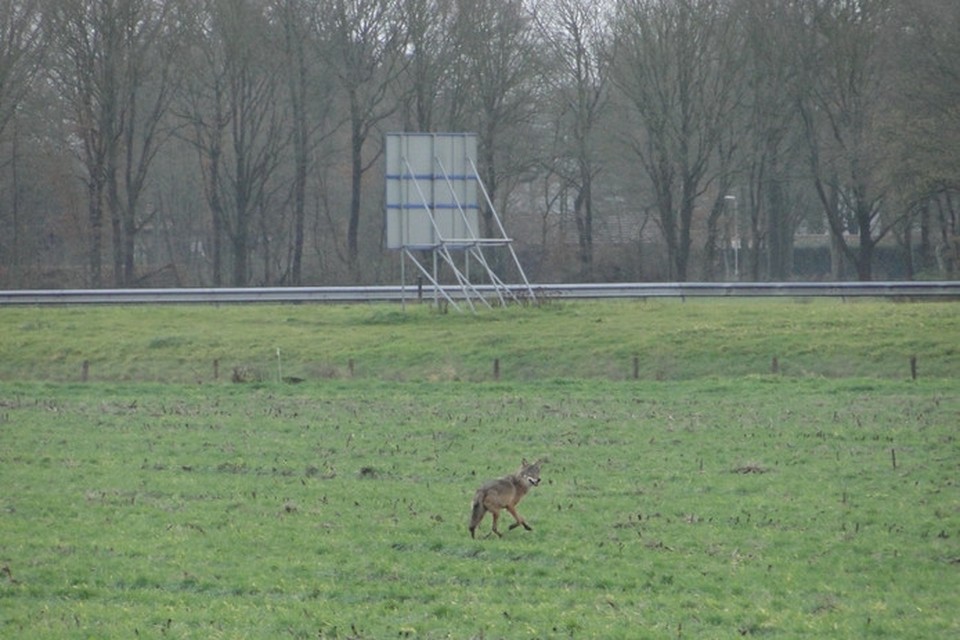 De wolf vlak bij de A77 in Heijen. 